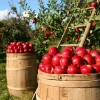 F-Factor Diet review apples