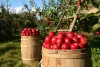 F-Factor Diet review apples